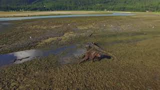 Haines from above Chilkoot Lake and river bears [upl. by Blase]