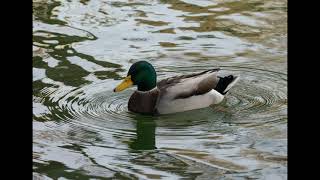 Mallard duck CallSongSound  1 Hour [upl. by Wileen13]