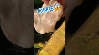 Huge betta fish bubble nest and many hatched fry😱bettafishtank betta [upl. by Suiratnauq]