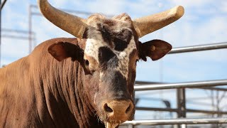 PBR Legend Bushwacker [upl. by Nawtna780]