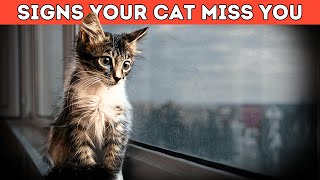 Does Your Cat Miss You When Your Away [upl. by Glennon]