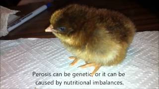 Two day old chick with Perosis slipped Tendon [upl. by Kenta14]