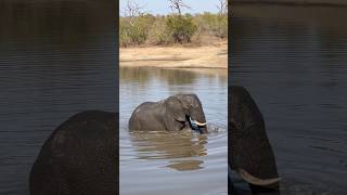 Elephant swimming with Egyptian Geese Flying [upl. by Osbourne360]