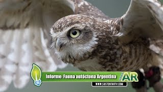 Animales de Argentina [upl. by Oraneg]