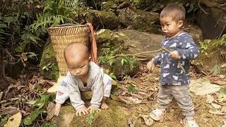 Plant trees cook rice using bamboo tubes [upl. by Jeddy89]