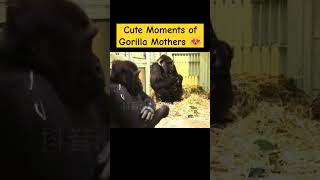 Cute Moments of Gorilla Mothers 😍❤️ gorillafamily monkey cute gorilla zoo [upl. by Oneil]