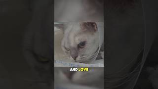 Kindness Moments Brave Little Cat get Second Life Chance [upl. by Zelle]