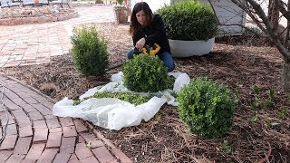 Trimming Boxwoods ✂️🌿 Garden Answer [upl. by Herminia103]