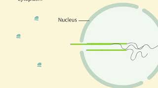 mRNA Processing [upl. by Rodolphe]