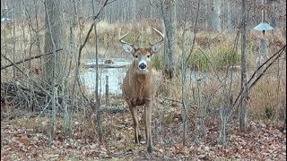 The Scent Dripper How to use for Whitetail Deer Hunting Success [upl. by Aikaj]