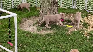 Cane Corso puppies fawn fromentino formentino [upl. by Eimam]