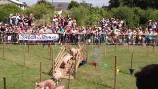 course de cochons [upl. by Trauner]