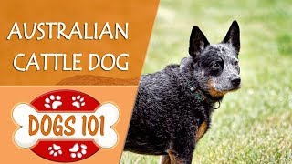 Dog Training 101 How to Train ANY DOG the Basics [upl. by Tonie]