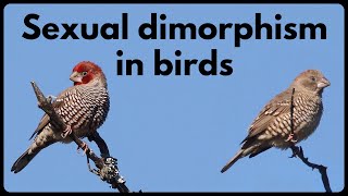 What is SEXUAL DIMORPHISM in birds [upl. by Ahtiekahs]