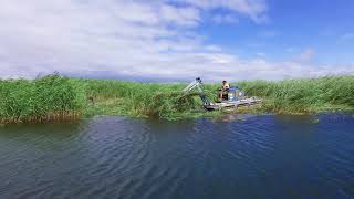 Phragmites  Canadas Worst Invasive Plant  and how communities are fighting back [upl. by Tecu35]