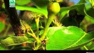 Green Planet  Power Plant Fruiter Hindi [upl. by Anauqcaj]