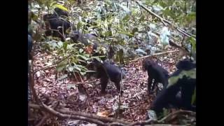 Chimpanzee amp Snake Encounter Video 1 [upl. by Enos423]