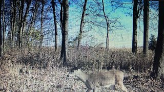 2023 Ohio Muzzleloader Season quick success [upl. by Ahsienek77]