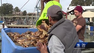 Dungeness crab fishing season will likely end early but soon enough for local nonprofit [upl. by Disraeli]