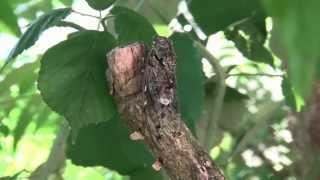 une cigale dans mon jardin singing cicada [upl. by Northey]