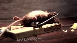 Motivação  Aprenda Resiliência com o Ratinho  engraçado [upl. by Angil140]