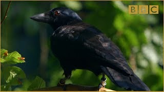 Are crows the ultimate problem solvers  Inside the Animal Mind Episode 2  BBC Two [upl. by Branscum]