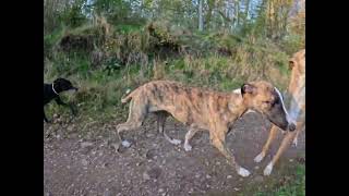 Whippets des Plaines des Bruyères  Balades en forêt [upl. by Liman]