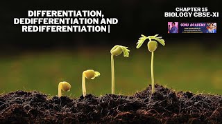 Differentiation Dedifferentiation and Redifferentiation  Chapter 15  Biology   CBSEXI [upl. by Mariellen]