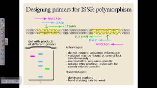 Inter simple sequence repeats ISSR or microsattelite DNA [upl. by Aninep]