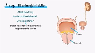 Nyrer og urinveje Urinvejsinfektion [upl. by Kathleen33]