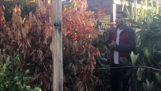 what kind of disease is this in my mango tree Verticillium Wilt or Die Back [upl. by Auhsot]