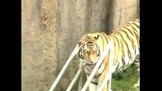 San Francisco Zoo Tiger footage [upl. by Nyrhtakyram]