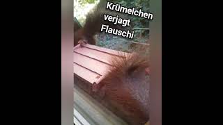 🐿 Krümelchen verjagt Flauschi cuteanimals squirrel [upl. by Lithea]