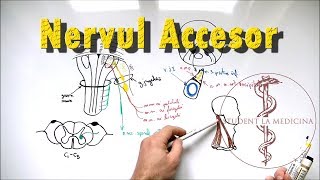 Nervul ACCESOR [upl. by Leticia]