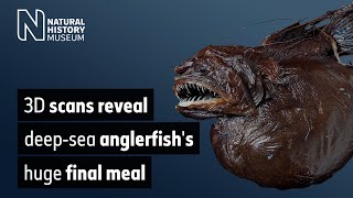 3D scans reveal deepsea anglerfishs huge final meal [upl. by Ubana]