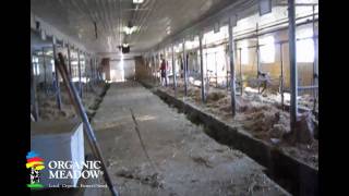 Cows coming into the barn  Organic Meadow Coop member Vice Family [upl. by Rockwood977]