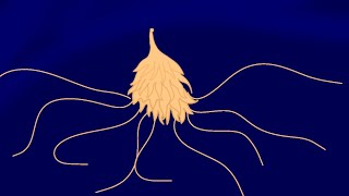 Siphonophore test animation ibis paint [upl. by Magnus]