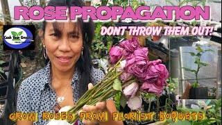 ROSE PROPAGATION  How to Root Florists Roses the Easy Way [upl. by Annazus]