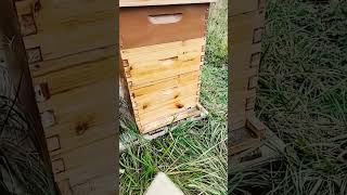 Just Added The Entrance Reducers To The Bee Hives🐝 🐝 [upl. by Farver]