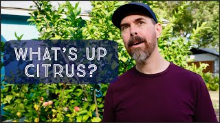 HOW TO KNOW WHEN CITRUS FRUIT ARE RIPE  TIPS FOR HARVESTING CITRUS [upl. by Arianie659]