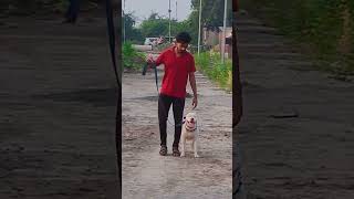 American bully Stay Traning dog pets short dog youtubeshorts shortvideo [upl. by Bowyer]