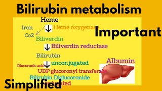 Bilirubin metabolism SimplifiedHeme catabolismFormation of Bile pigmentIn KannadaDMLTBMLT [upl. by Nylirrej]