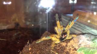 Pterinochilus murinus aka quotOBTquot Threat Display [upl. by Iznek]