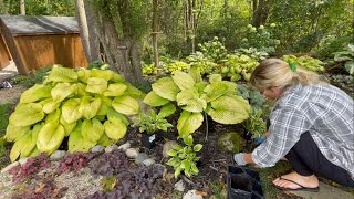 Planting amp Chatting Queen Josephine amp Before Christmas Hosta Moving Things Around in the Garden [upl. by Mera304]