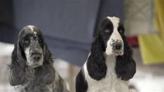 English Cocker Spaniel [upl. by Araes]