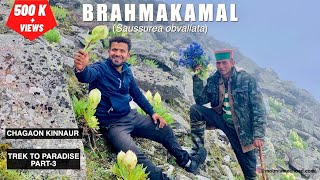 BRAHMAKAMAL Saussurea obvallata  KINNAUR  HIMACHAL PRADESH  TREK TO PARADISE  PART3  VLOG [upl. by Esma]