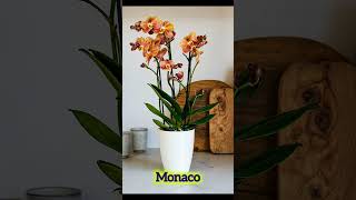 🌿20 Indoor Plants  Cute Air Purifying House Plants 🌿 [upl. by Adlig91]