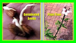 How To Grow a Plum Tree from Seed Growing Plums From Seeds or Pits Easily [upl. by Enak]