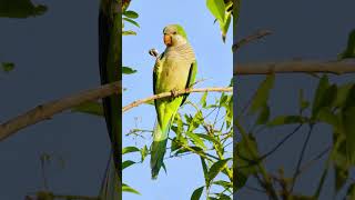 Bread is nice but no coffee An elegant monk parakeet myiopsitta monachus birds [upl. by Ieso]