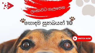 Best Top 10 Dogs For Sri Lanka Sinhala  ලංකාවට ගැලපෙන හොඳම සුනඛයන් 10 [upl. by Adiuqal]